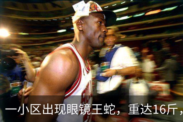 一小区出现眼镜王蛇，重达16斤，就在居民窗外游走，消防：是世界上体型最大的前沟牙毒蛇